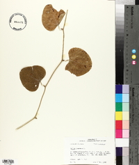 Smilax bona-nox image