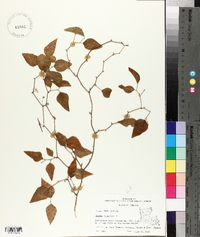 Smilax bona-nox image