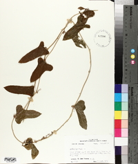 Smilax bona-nox image