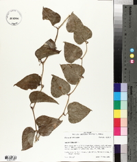 Smilax bona-nox image