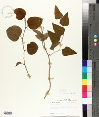 Smilax bona-nox image