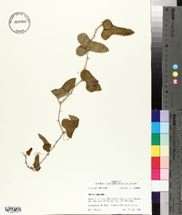 Smilax bona-nox image