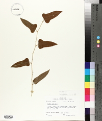 Smilax bona-nox image