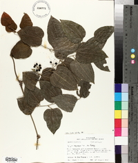 Smilax tamnoides image