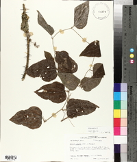 Smilax tamnoides image