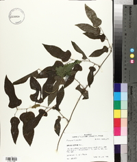 Smilax tamnoides image