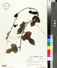 Smilax tamnoides image