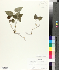 Smilax tamnoides image