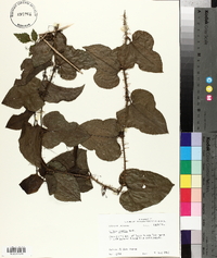 Smilax tamnoides image