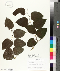 Smilax tamnoides image