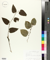 Smilax tamnoides image