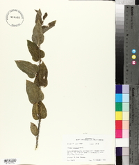 Smilax tamnoides image