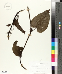 Smilax tamnoides image