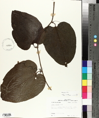 Smilax tamnoides image