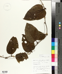 Smilax tamnoides image