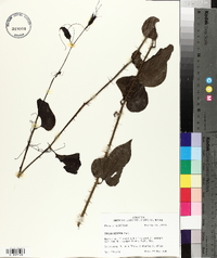 Smilax tamnoides image