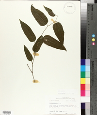 Smilax tamnoides image