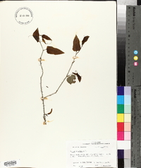 Smilax tamnoides image