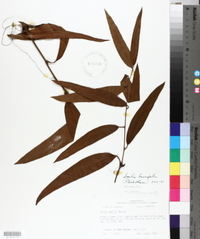 Smilax laurifolia image