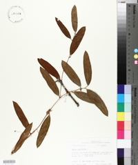 Smilax laurifolia image