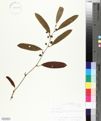 Smilax laurifolia image