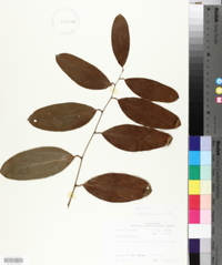 Smilax laurifolia image