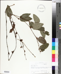 Smilax pumila image