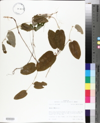 Smilax pumila image