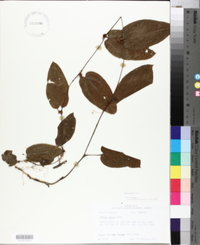 Smilax pumila image