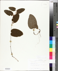 Smilax pumila image