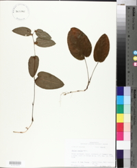 Smilax pumila image