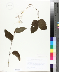 Smilax pumila image