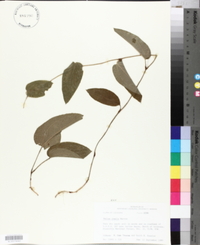 Smilax pumila image