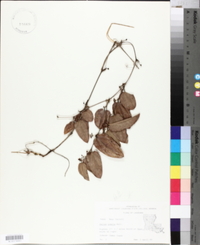 Smilax pumila image