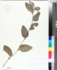 Smilax pumila image