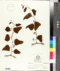 Smilax bona-nox image