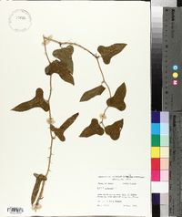 Smilax bona-nox image