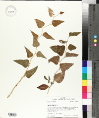 Smilax bona-nox image