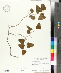 Smilax bona-nox image