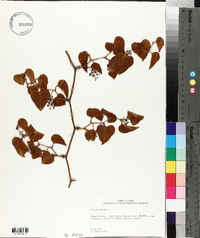 Smilax bona-nox image