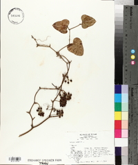 Smilax bona-nox image