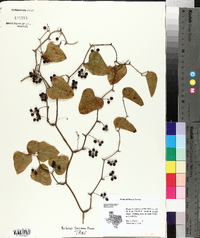 Smilax bona-nox image