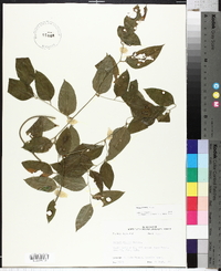 Smilax smallii image