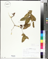 Smilax smallii image