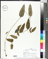 Smilax smallii image