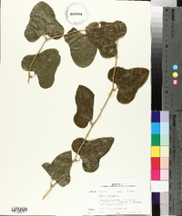 Smilax bona-nox image