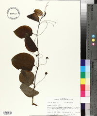 Smilax tamnoides image