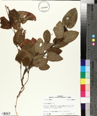 Smilax pumila image