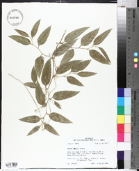 Smilax smallii image