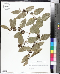 Smilax smallii image